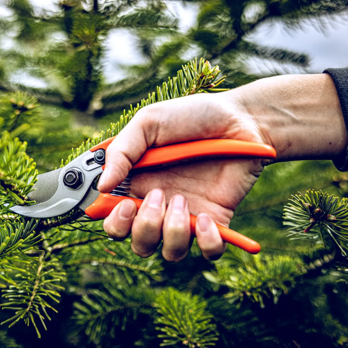 Záhradné nožnice Löwe 14.104 Economic Clean Cut