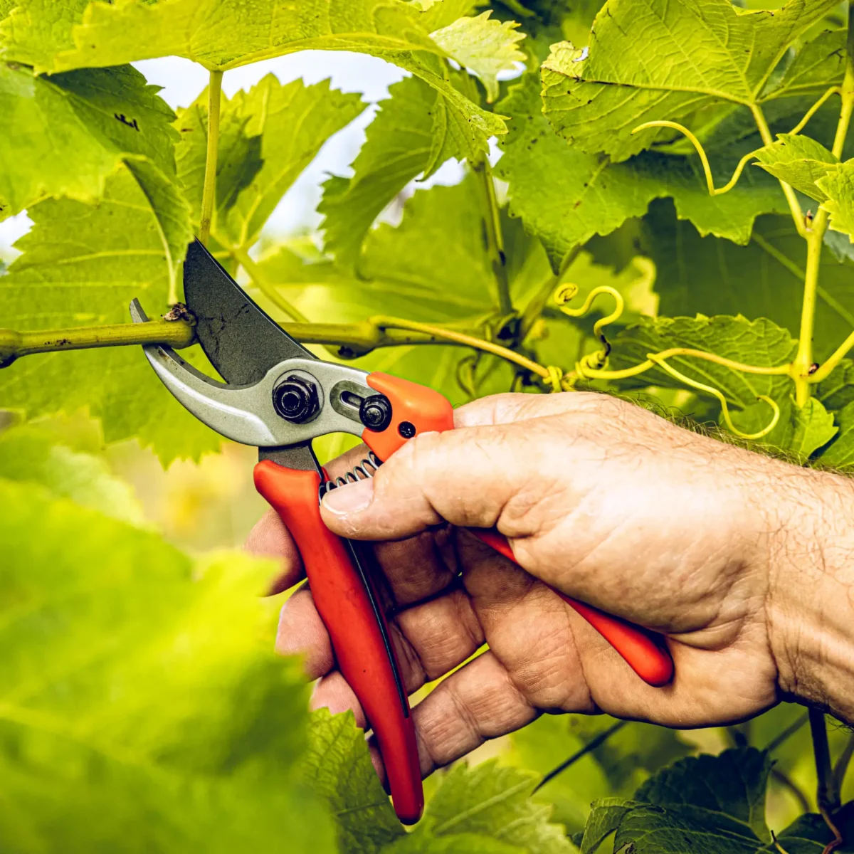 Záhradné nožnice Löwe 14.104 Economic Clean Cut
